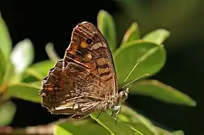 Male P. a. aegeriaPortugal