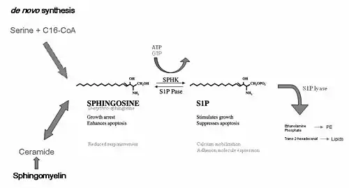 Synthesis