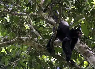 Peruvian Spider Monkey