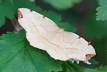 A light brown and dark brown moth sits atop some dark-green leaves.