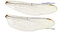 Female wings