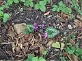 Purple cyclamen (Cyclamen purpurascens)