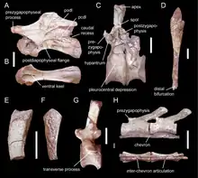 Photos of vertebrae