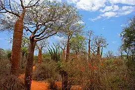 Image 7Spiny forest at Ifaty, Madagascar, featuring various Adansonia (baobab) species, Alluaudia procera (Madagascar ocotillo) and other vegetation (from Ecosystem)