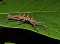 Female with double spines from Santubong