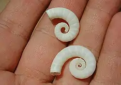 The shell of Spirula spirula has disconnected whorls