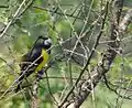 Spot-winged grosbeak