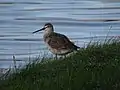 A spotted redshank on the edge of the lagoon