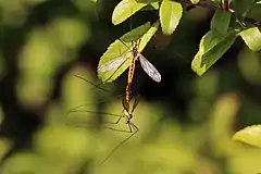 Mating