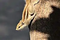 Squirrel on mango tree