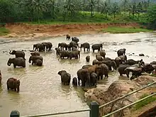 Sri Lankan elephant