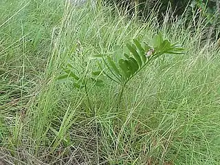 habit in grassland