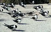 Sooty tern colony on Starbuck Island