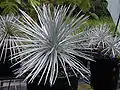 Mauna Kea silversword