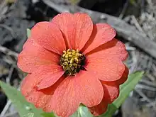 Zinnia peruviana