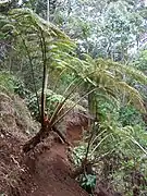 Growing over a trail