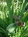 Iridaceae capsules have loculicidal dehiscence; the fruit splits through the ovary wall of each carpel, allowing the seeds to exit directly from the locule