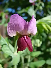 Pea flower with pink banner and maroon wings