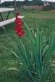 Gladiolus hybrid, Grandiflorus group