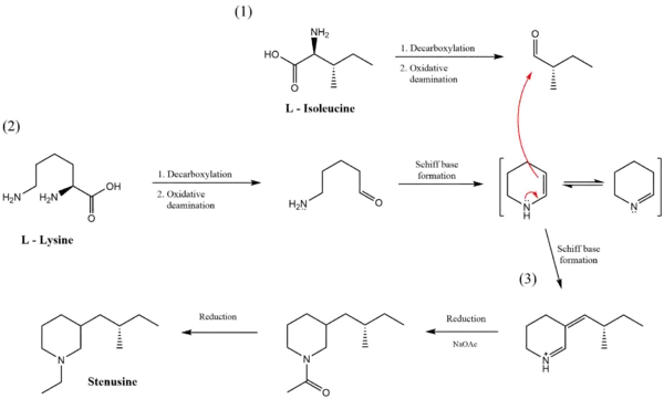 Stenusin biosynthesis