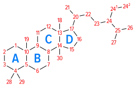 Steroid nomenclature — numbering of carbons