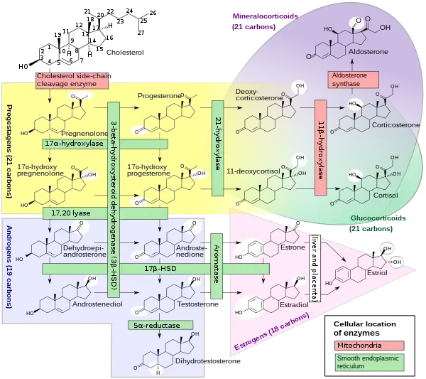 Steroidogenesis, using cholesterol as building material