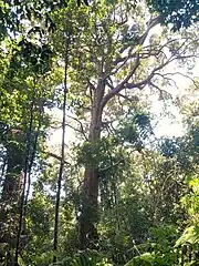 Trunk and canopy