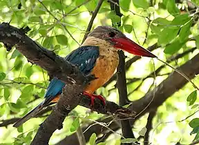 In Kolkata, West Bengal, India.