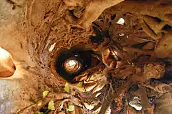 A columnar tree formed by a strangler fig after the central tree has died. The tree is hollow as seen in this photograph from below.