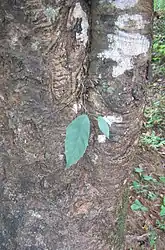 A strangler fig sapling starts to grow on a tree. Roots can be seen