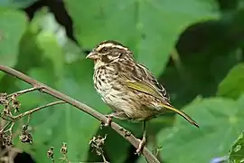 Streaky seedeater (Crithagra striolata)