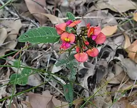 Kennedia coccinea