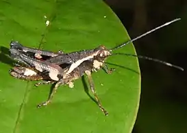 Striatosedulia cf. cattiensis