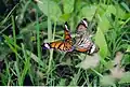 Striped tiger and common Indian crow butterflies, BRT WLS Chamarajanagar