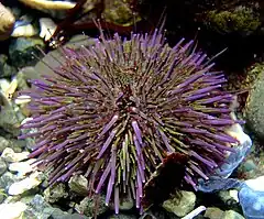 A sea urchin, Strongylocentrotus purpuratus