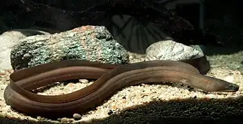 Slender giant moray (Strophidon sathete)