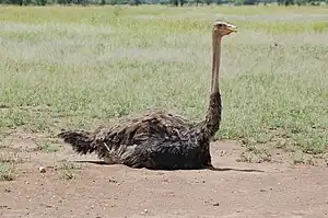 Female incubating eggs in a shallow nest on the ground