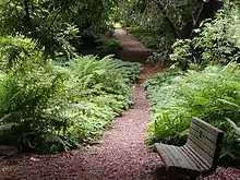 Redwood trail