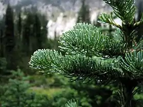 Subalpine fir in Mount Rainier National Park