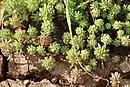 Sedum microcarpum, the small-fruited stone-crop