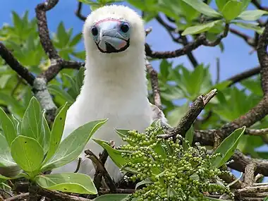 Red-footed booby