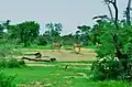 Some red Hartebeests in Sumu Wildlife Park