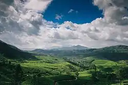 Tea Estates in Suryanelli