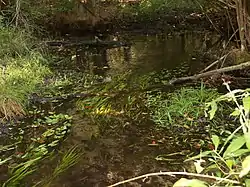 Picture of middle Swan Creek in Sussex County, Delaware