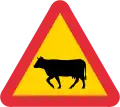 Cattle