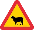 Sheep