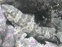 Swellshark, San Clemente Island