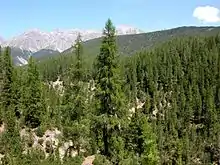 Image 44A conifer forest in the Swiss Alps (National Park). (from Ecoregion)