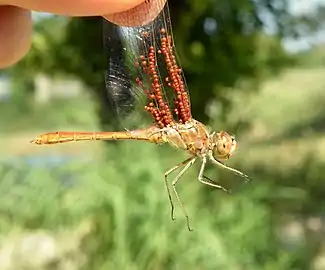 Sympetrum meridionale with water mites parasiting its wings