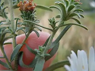 Bracts, involucres, and phyllaries.